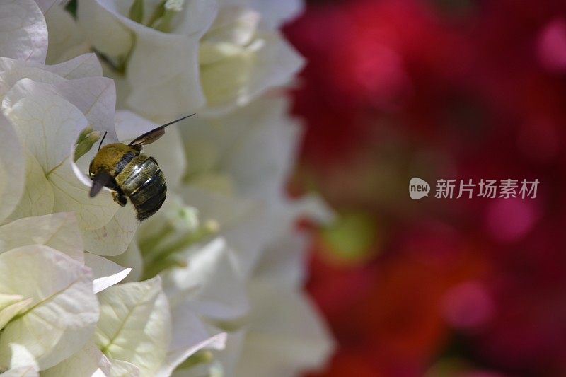 黄色的大黄蜂靠近一朵白色的花