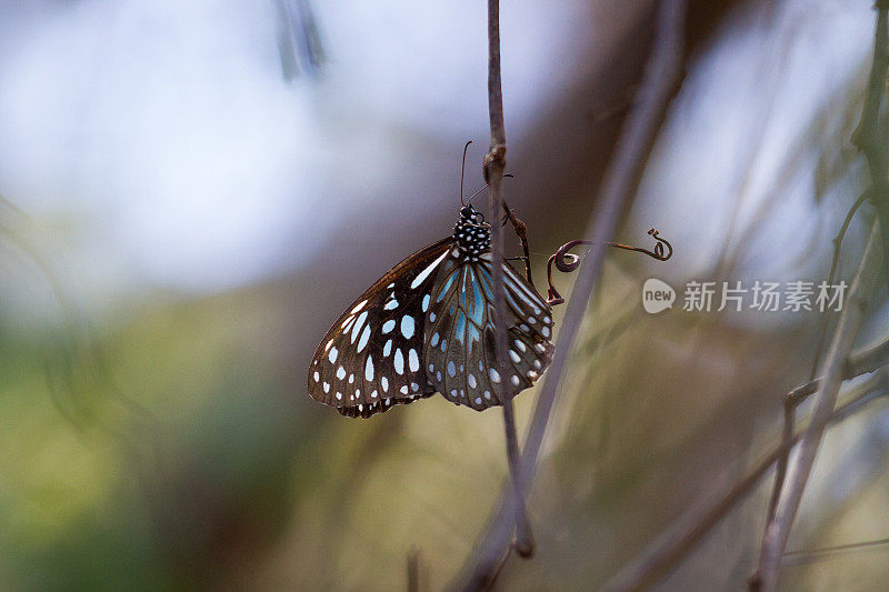 漂亮的黑色和蓝色蝴蝶昆虫在一根棍子上