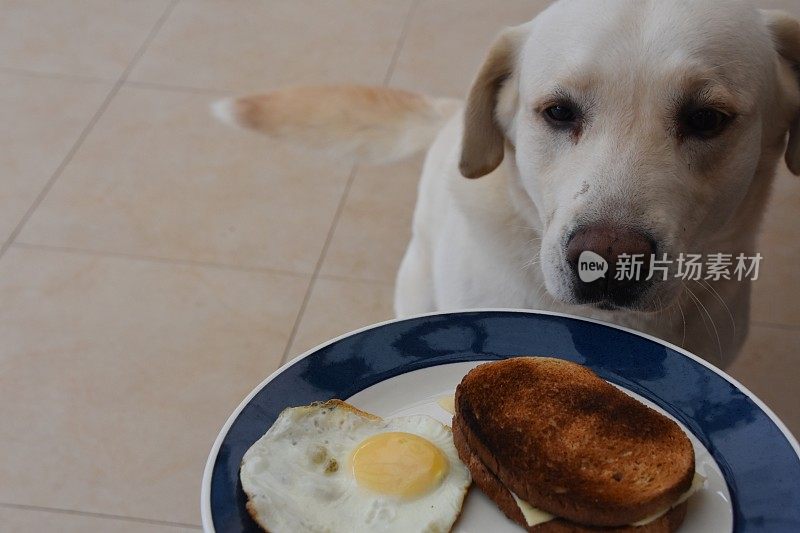 狗会吃早餐