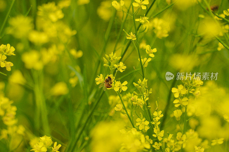 油菜籽花,蜜蜂