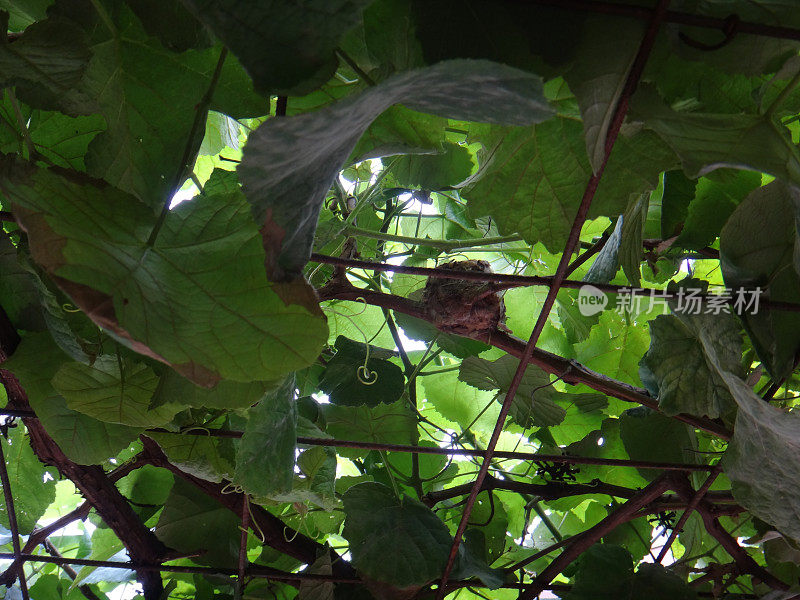 葡萄藤上的蜂鸟巢