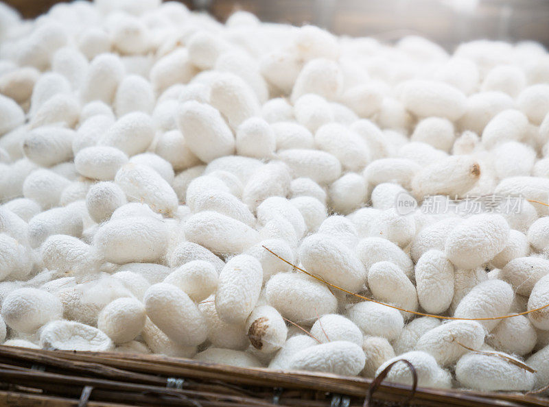 蚕丝是制造蚕丝生产线的原料。