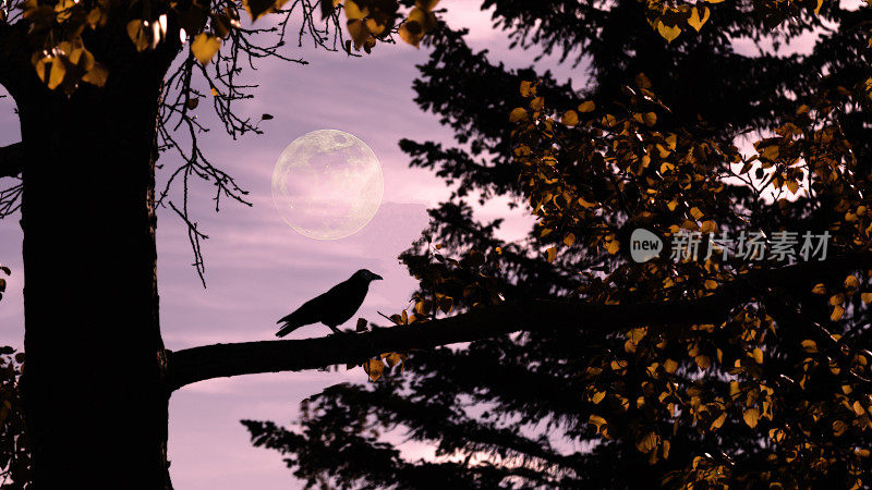 满月与鸟
