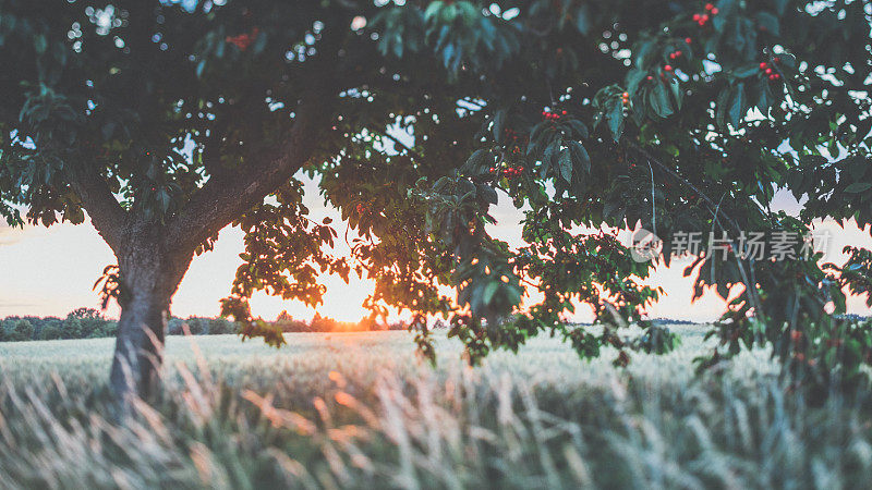 草地上的夕阳穿过樱桃树
