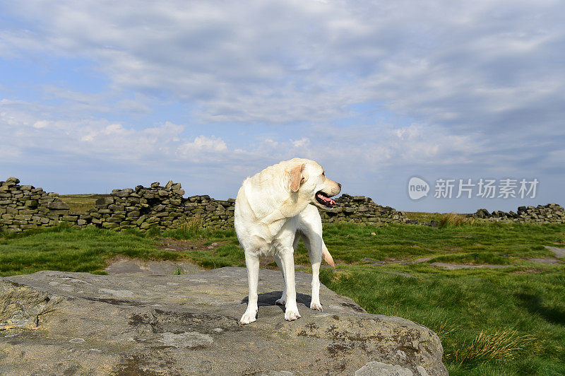 和一只拉布拉多寻回犬在皮克区徒步旅行