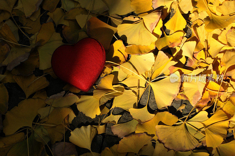 银杏叶和红色的心在秋天的背景