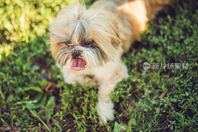 草地上的小型纯种狗