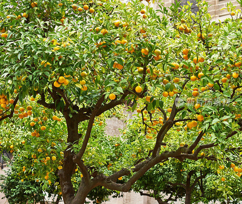 花园的橘子树上挂满了成熟的果实。农业农村景观