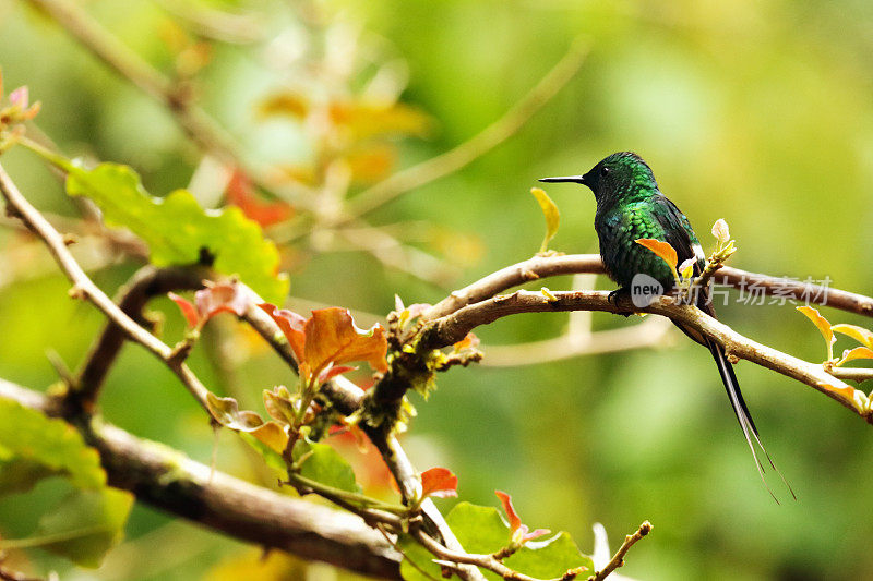 哥斯达黎加阿雷纳尔火山地区，雄性绿刺尾蜂鸟