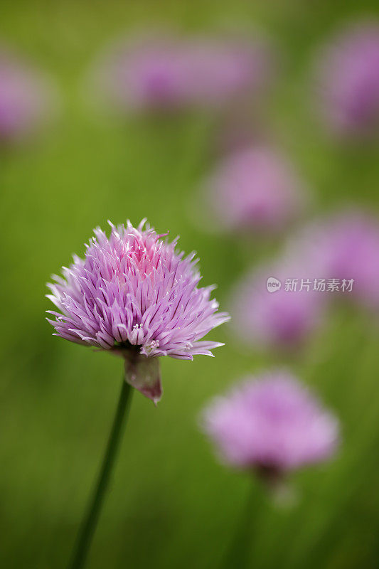 葱韭菜花，百合科