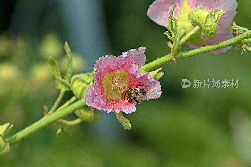 蜜蜂在花朵