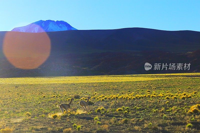 麋鹿在太阳的照耀下奔跑，野生动物在玻利维亚安第斯高原和田园诗般的阿塔卡马沙漠，火山景观全景-波托西地区，玻利维亚安第斯，智利，Bolívia和阿根廷边境