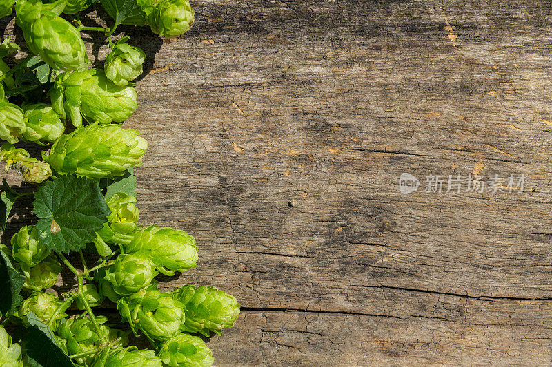 酒花球果在质朴的木制背景上。啤酒生产配料
