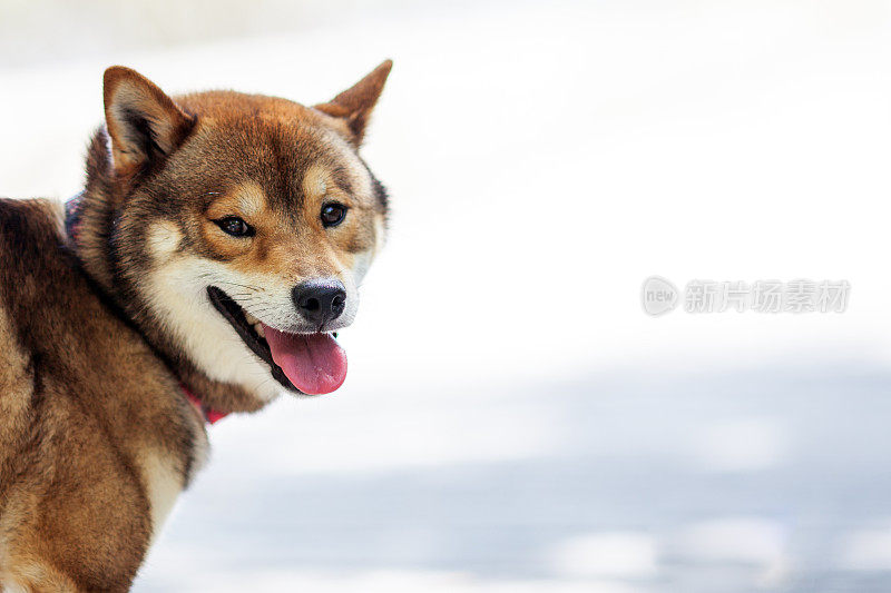 公园里的狗狗柴犬