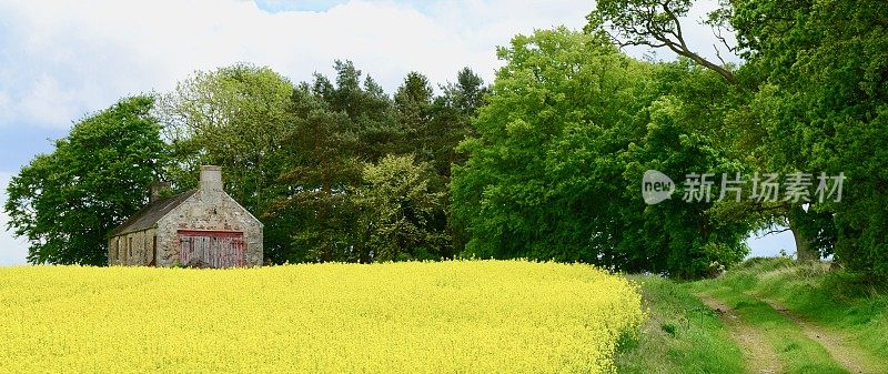 废弃的石头谷仓和黄花