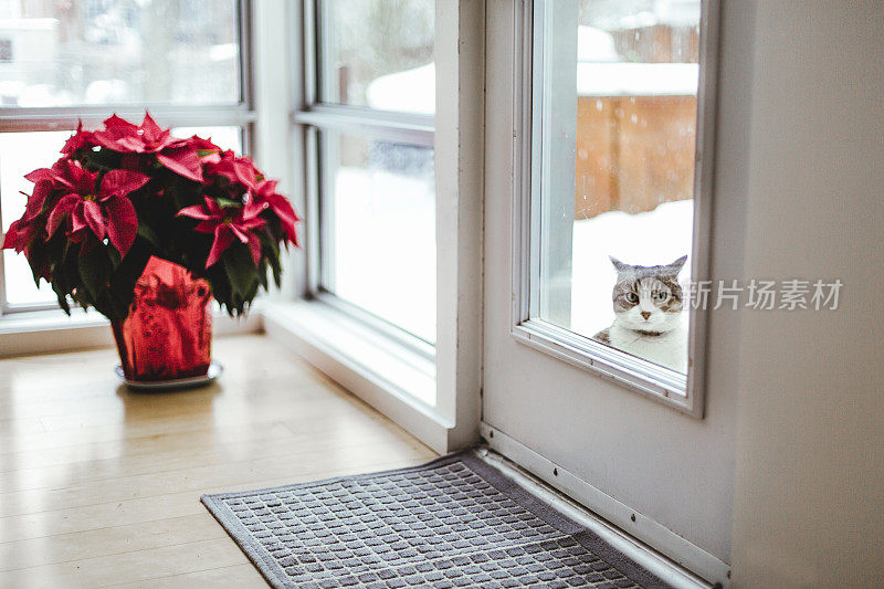 猫坐在门口等着进来