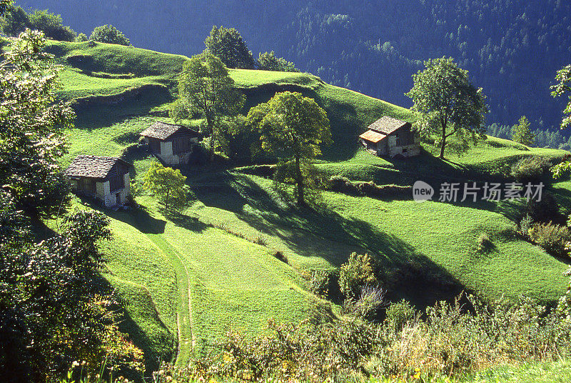 清晨，瑞士索里奥的梯田和草地