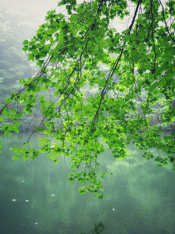 雾绿池塘，雨滴在水，悬树与树叶