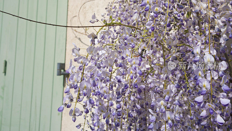 紫藤生长在古老的石墙在普罗旺斯