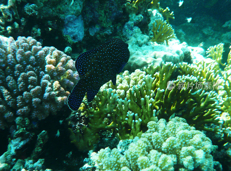 珊瑚礁和水下的鱼