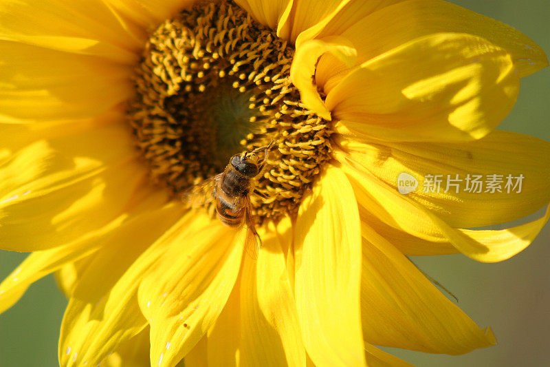 蜜蜂在向日葵