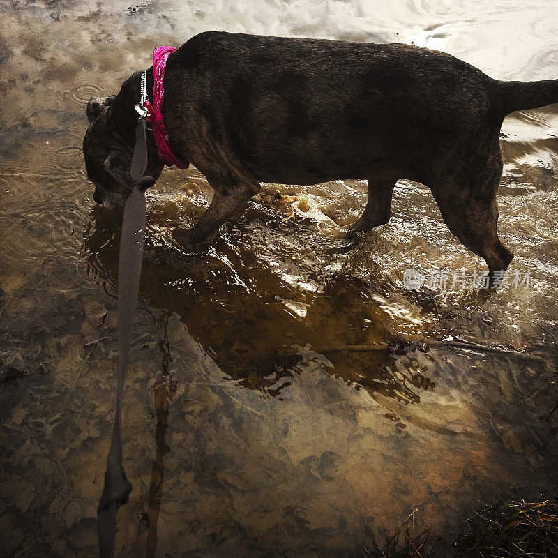 老狗在泥坑里散步