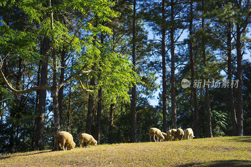夏天羊在山上吃草