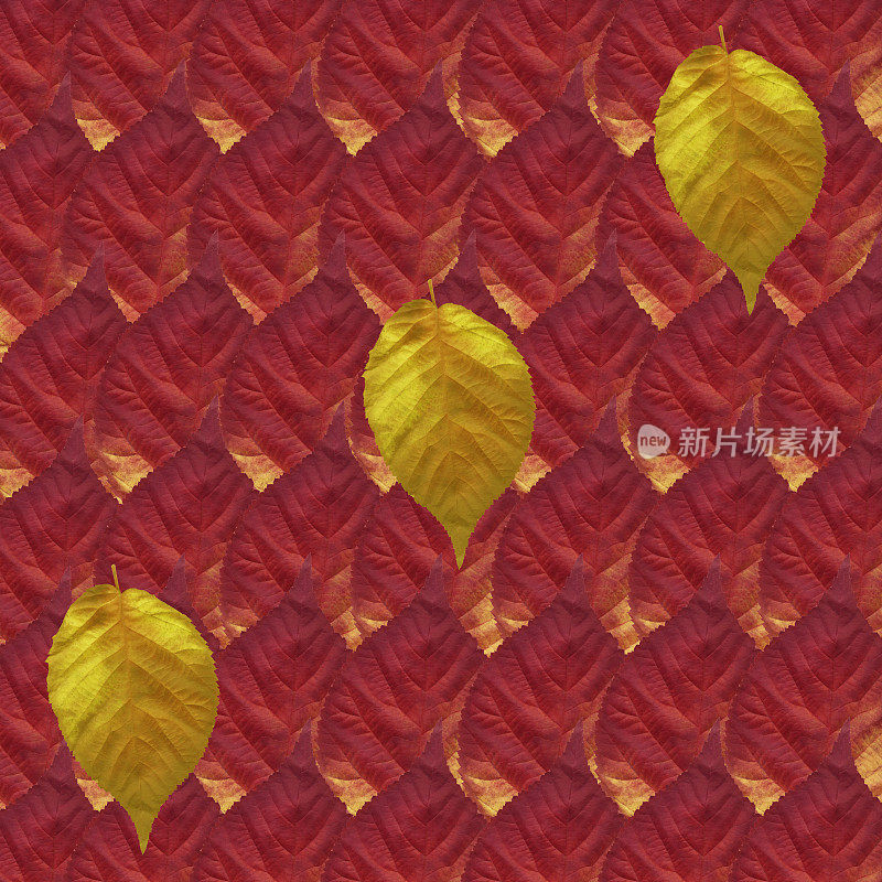 背景，多彩的秋叶
