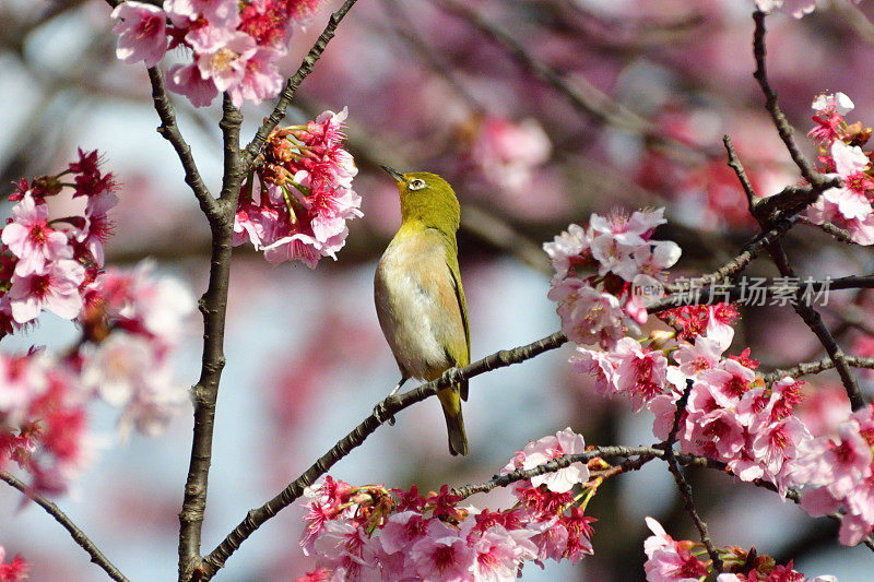 樱花和日本白眼