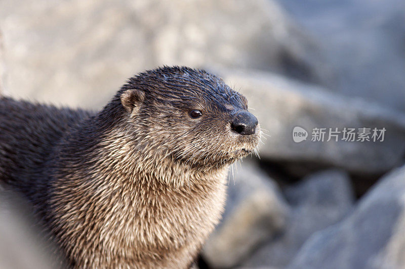 野生湿水獭特写黄石国家公园拉马尔河怀俄明州