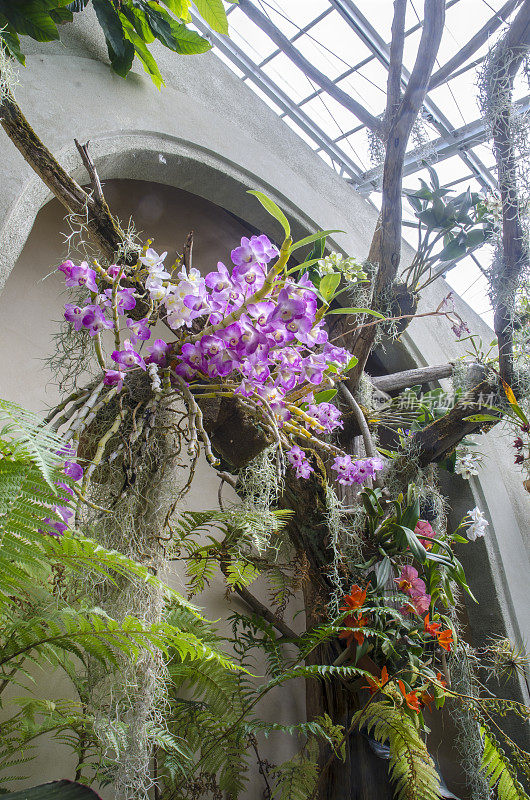 兰花温室在丹尼尔斯托植物园