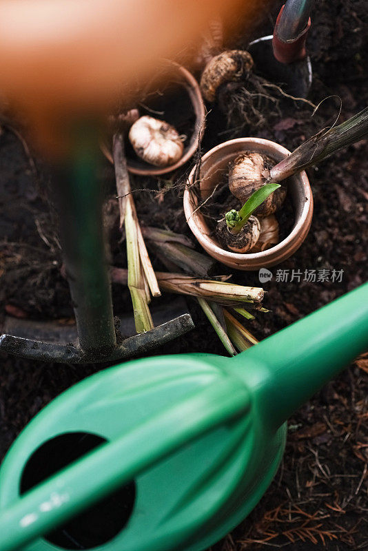 鳞茎植物种植在花园和园艺设备