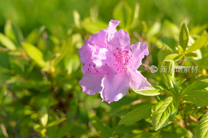 杜鹃花的花