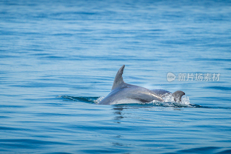 常见的宽吻海豚游泳附近的Albufeira海岸，阿尔加维，葡萄牙，欧洲