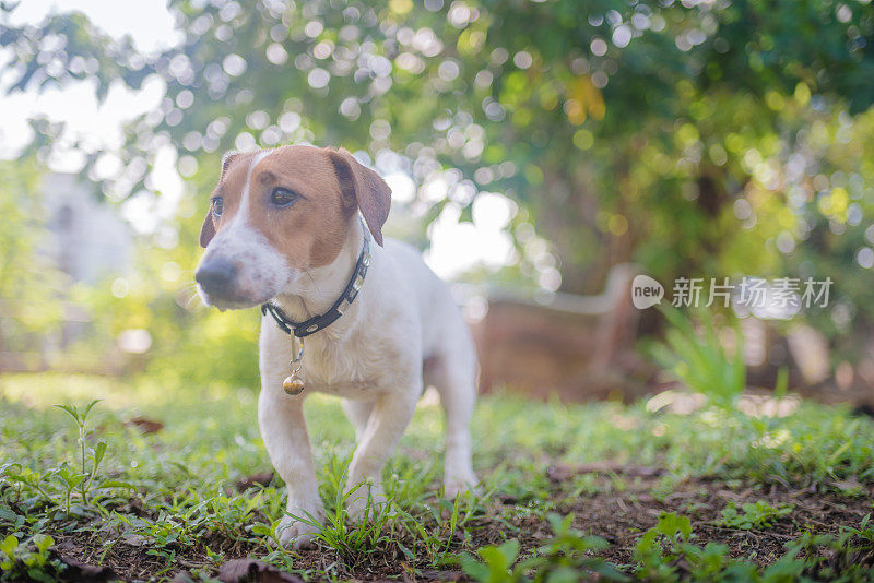 顽皮的杰克罗素梗狗在花园里玩耍