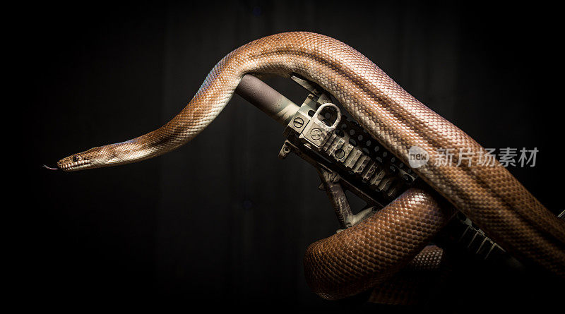 蛇和枪
