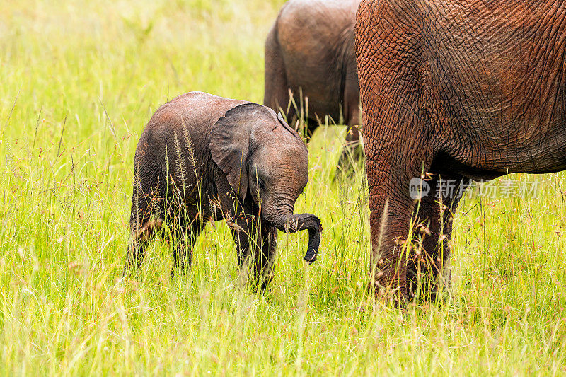 小象和妈妈