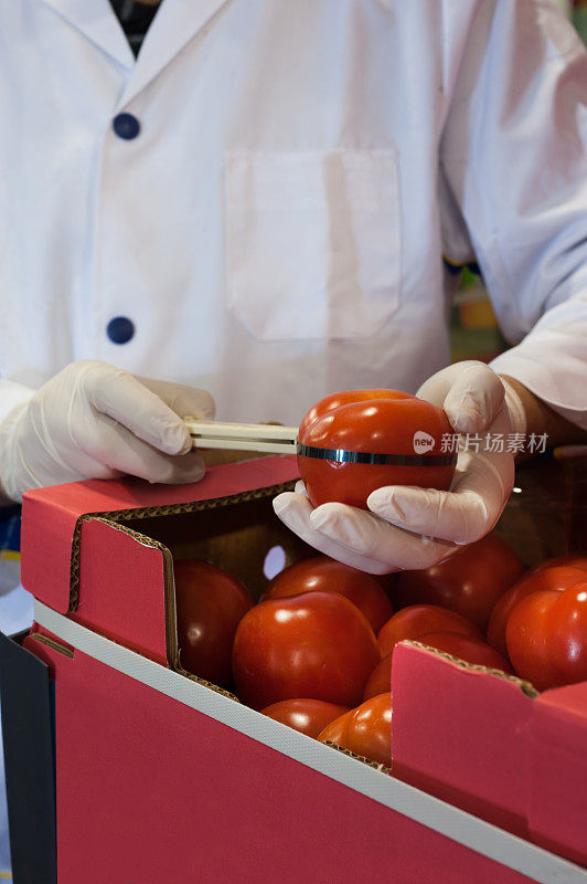 产品分析，选择，挑选西红柿以供市场销售