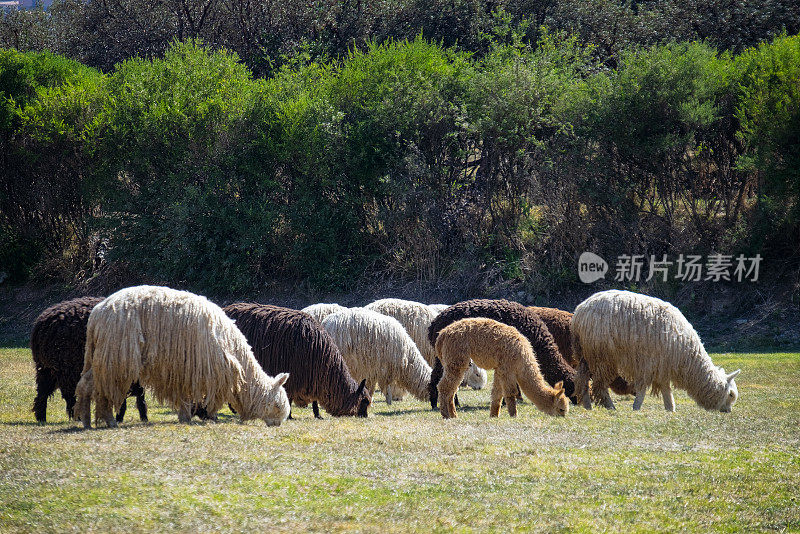 秘鲁的美洲驼和羊驼