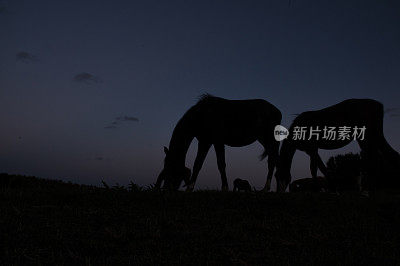 月亮与马