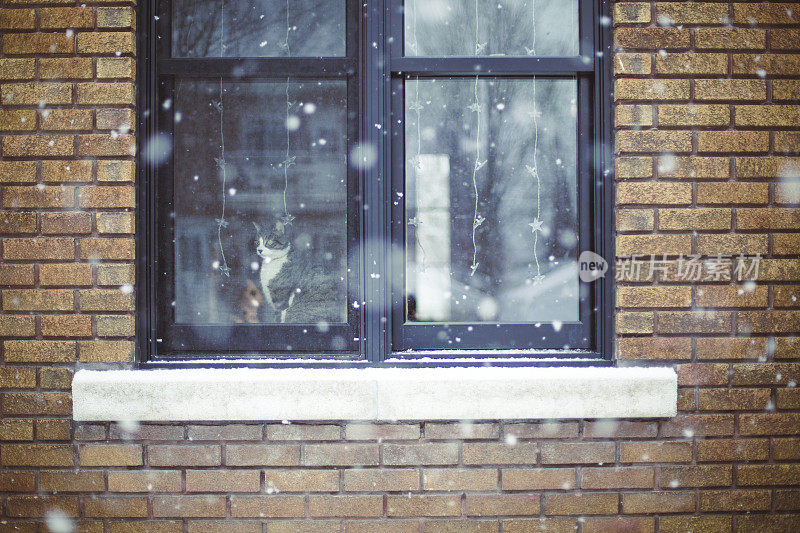 猫在下雪的窗户和圣诞灯