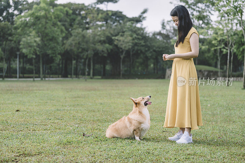 亚洲中国女性喂养和有亲密的时间与她的宠物柯基在公园