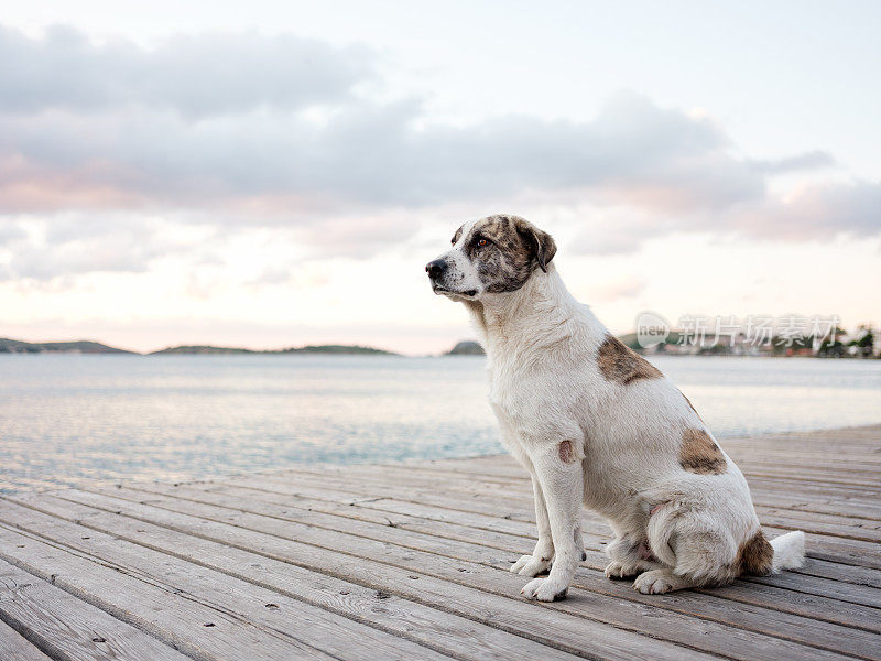 看向别处的家犬