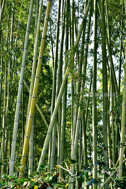 京都佐野的竹林