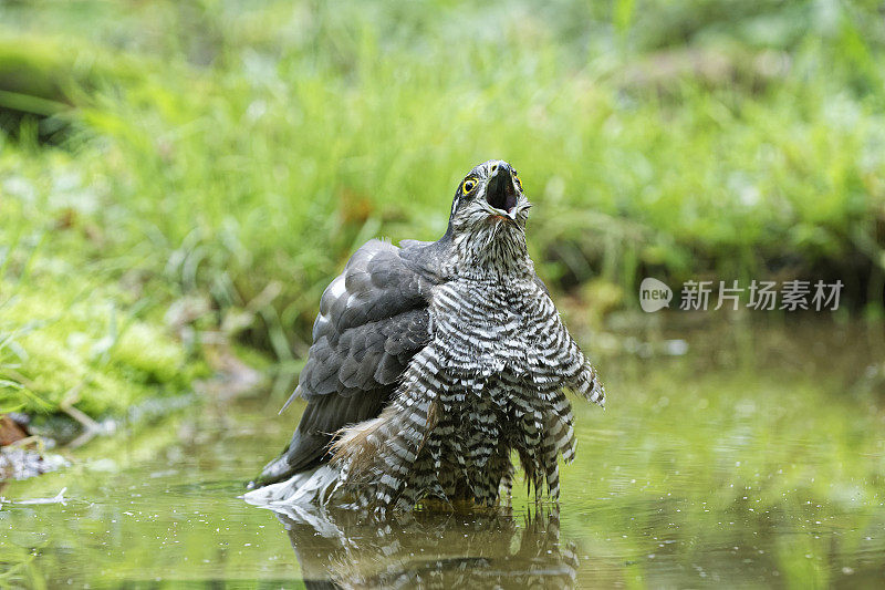 雌雀鹰入水(鹰)