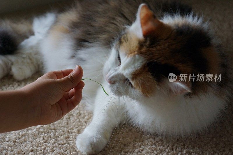 猫嗅草