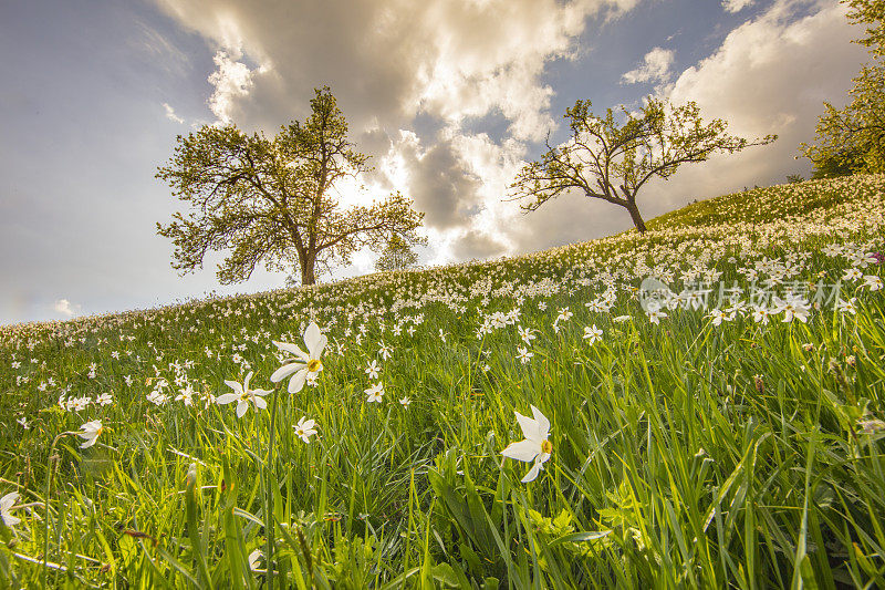 斯洛文尼亚Golica草地上的水仙花