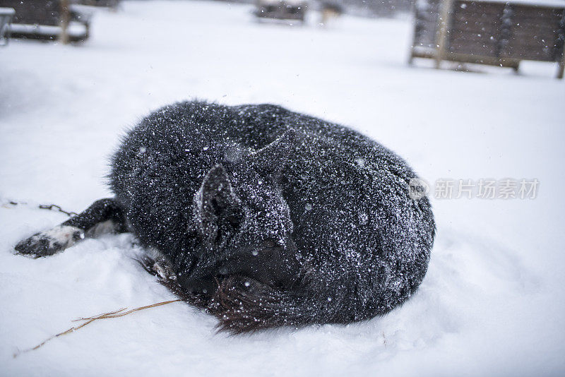 黑哈士奇躺在雪地里，希尔克尼斯