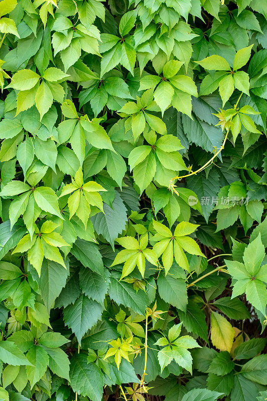 绿色爬山虎植物背景(被叶子覆盖的墙壁)