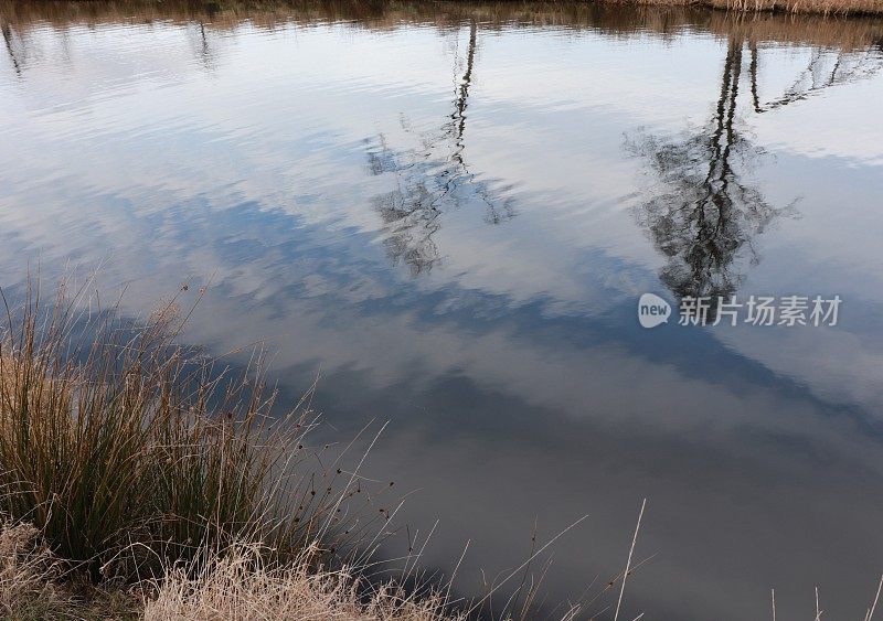 湖面上倒映着云和树木，前景是芦苇